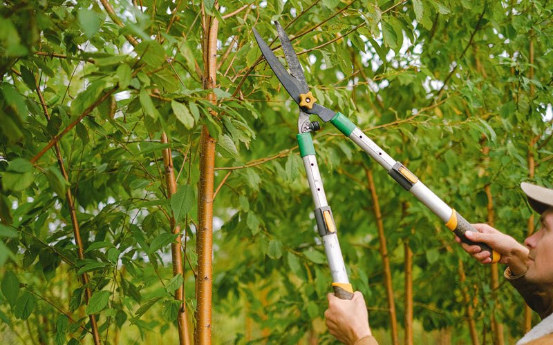 Tree trimming in Trujillo Alto, PR